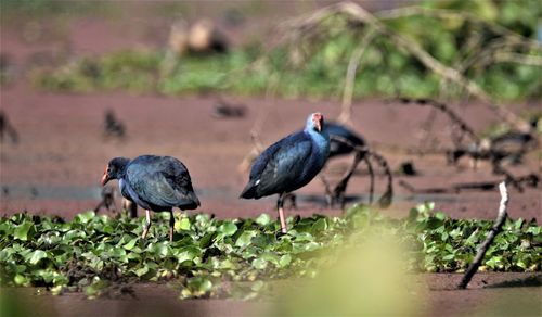 Purple swamp hen