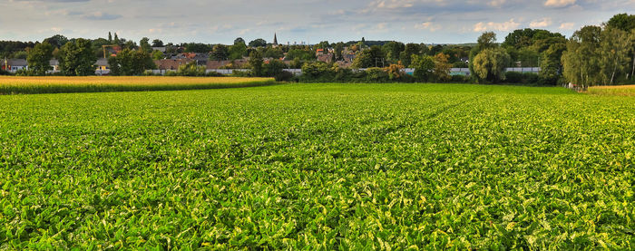 Scenic view of field against sky