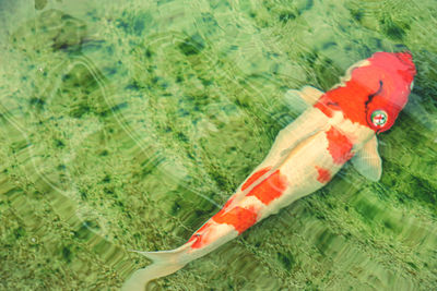 High angle view of fishes swimming in sea