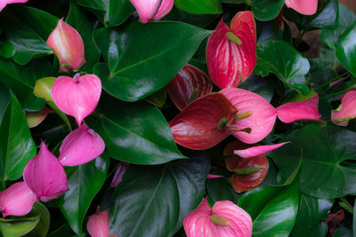 Full frame shot of pink flowers