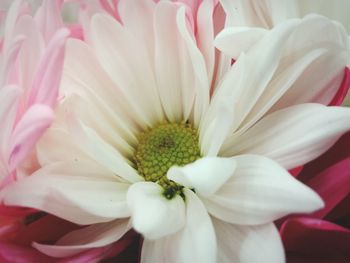 Close-up of pink flower blooming outdoors