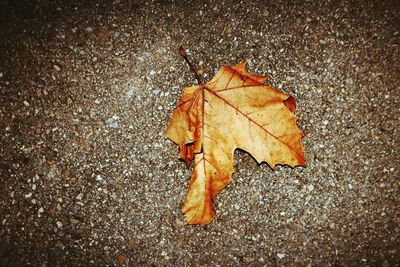 High angle view of autumn leaf