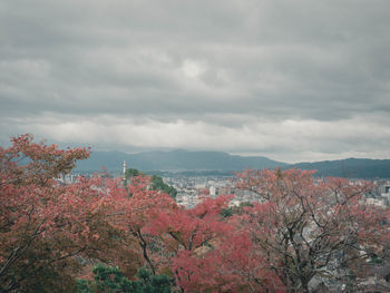 Trees and plants against sky during autumn