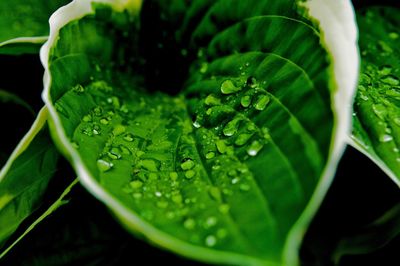 Close-up of raindrops on leaf