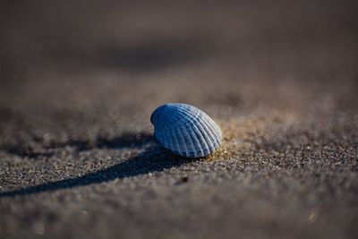 Close-up of seashell on sand