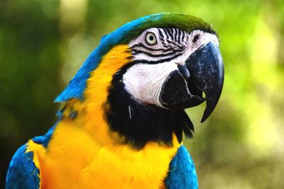 Close-up of a parrot