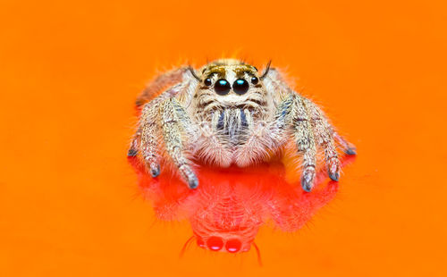 Close-up of spider on orange background