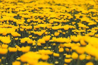 Close-up of yellow flowering plant on field