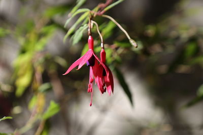 Close-up of pink flower