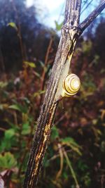 Close-up of snail on tree trunk