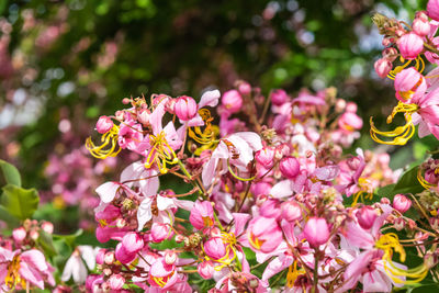 Close-up of pink flowering plant