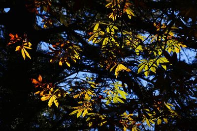 Close-up of yellow tree