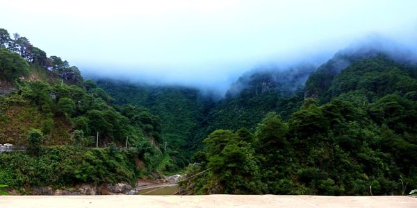 Scenic view of forest against sky