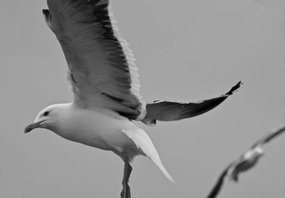 Low angle view of seagull flying in clear sky