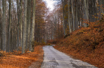 Road amidst trees in forest during autumn