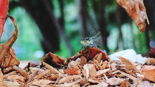 Close-up of insect