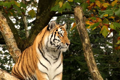 Close-up of tiger on tree