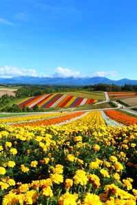 Scenic view of yellow flowers on field against blue sky