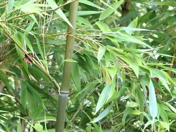 Close-up of bamboo plant on field