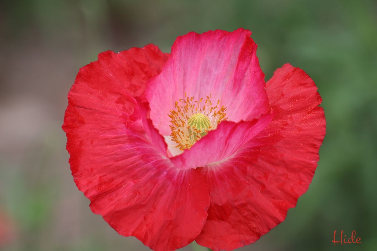 CLOSE-UP OF RED POPPY FLOWER