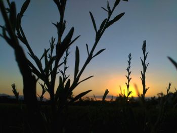 Close-up of silhouette plant against sky during sunset