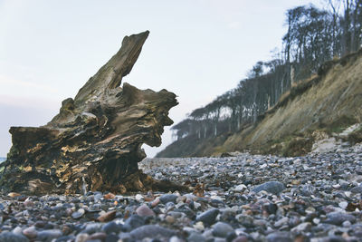 View of driftwood on beach