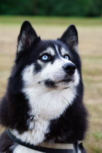 Close-up portrait of dog on field