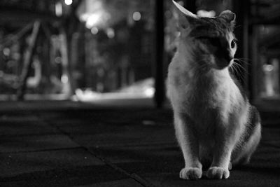 Cat looking away while sitting on footpath in city