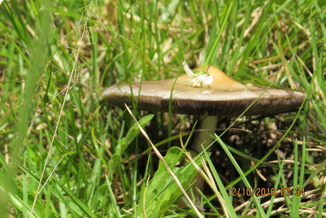 nature, close-up, growth, mushroom, no people, grass, green color, day, fragility, outdoors, beauty in nature, fungus, toadstool, fly agaric, flower, freshness, animal themes