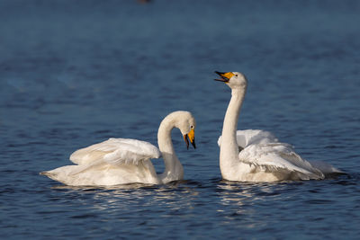 White swans swimming in lake