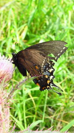 Close-up of butterfly pollinating on flower