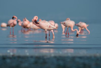 View of birds in sea