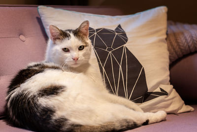 Portrait of cat relaxing on sofa at home