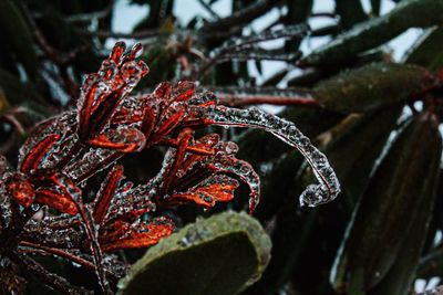 Close-up of frozen plant