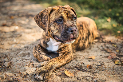 Close-up of dog