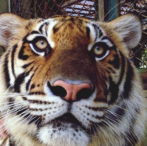 Close-up portrait of a cat