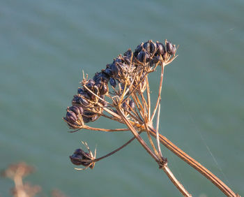 Close-up of cow parsley seed head on cliff edge.