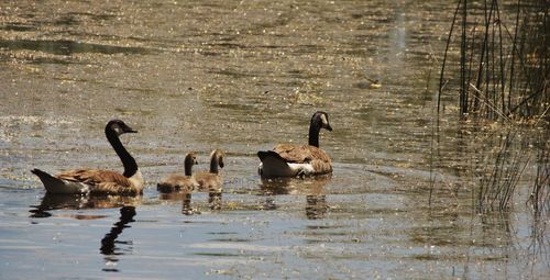 Ducks swimming in lake