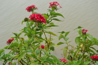 Close-up of red flowers blooming outdoors