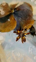 Close-up of bee on water