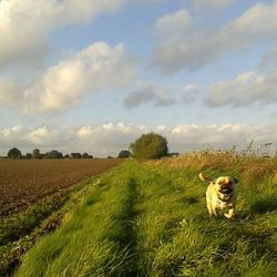 Sheep grazing on grassy field