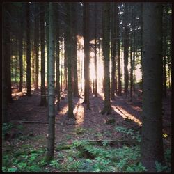 Trees in forest