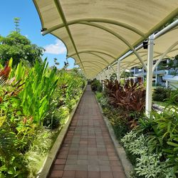 Footpath amidst plants in greenhouse