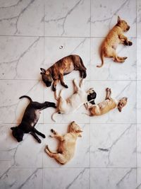 High angle view of dogs sleeping on tiled floor