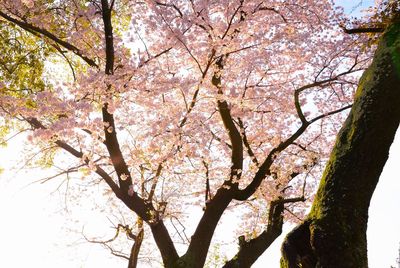 Low angle view of tree against sky