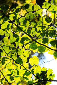 Low angle view of leaves on tree