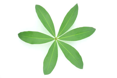 Close-up of green leaf against white background