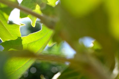 Close-up of leaves against blurred background