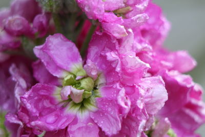 Close-up of wet pink flowers