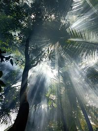 Low angle view of sunlight streaming through trees in forest